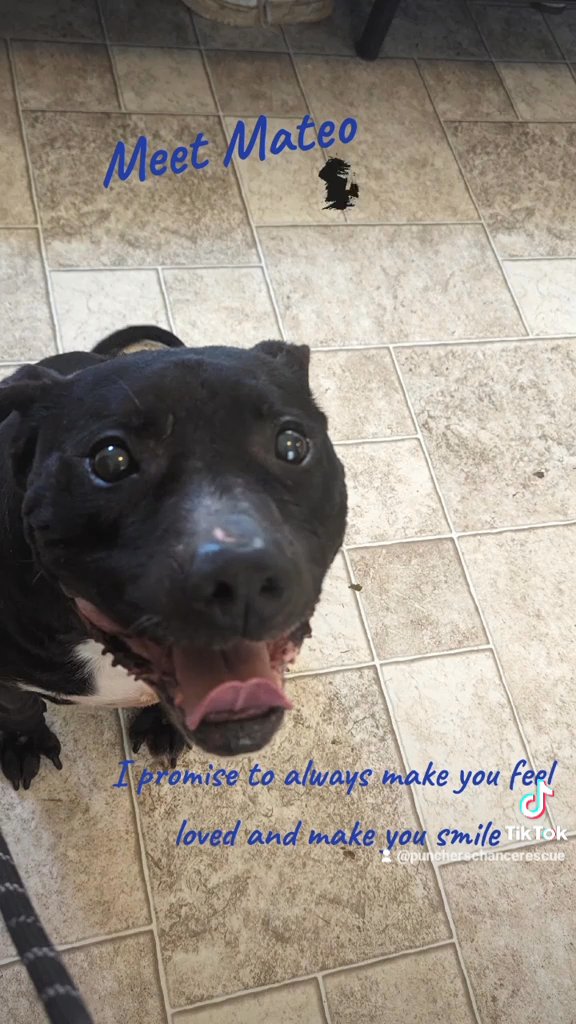 Meet Mateo in Knoxville, Tennessee