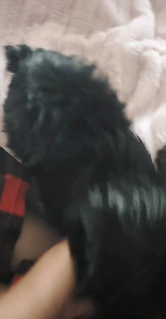 yorkipoo male last baby from his litter in Ocala, Florida
