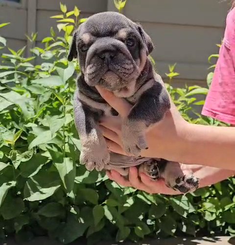 J.D ? Blue Tan Male English Bulldog in Amarillo, Texas