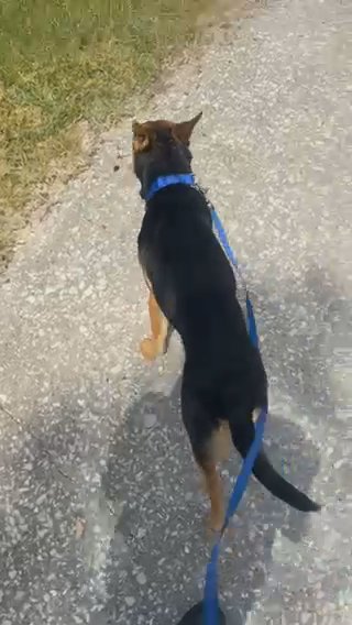 German Shepherd Beagle Mix in Chicago, Illinois