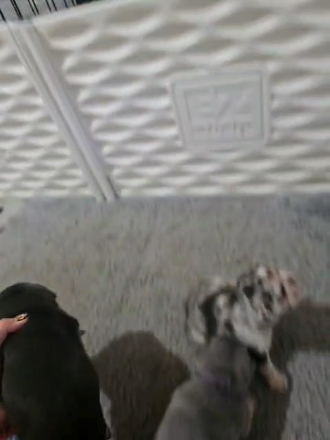 French Bulldog puppies in Cocoa, Florida