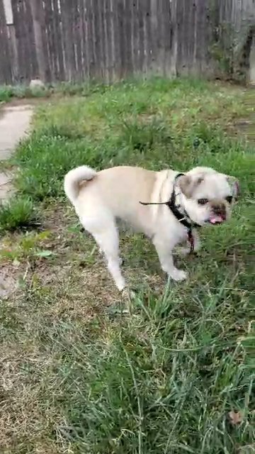 pug puppies available soon in Aurora, Colorado