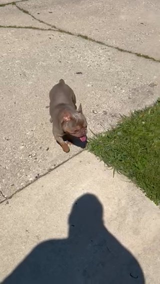 Bello Stud in Chicago, Illinois
