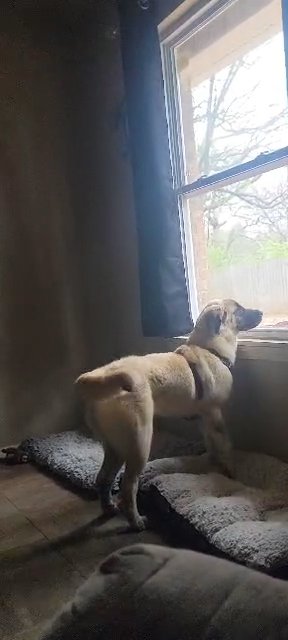 Anatolian Shepherd Female in Fort Smith, Arkansas