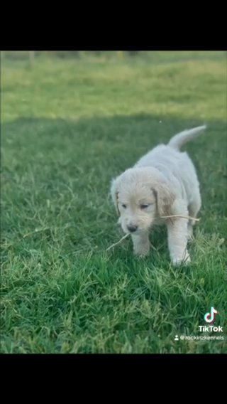 F1Goldendoodle in Lubbock, Texas