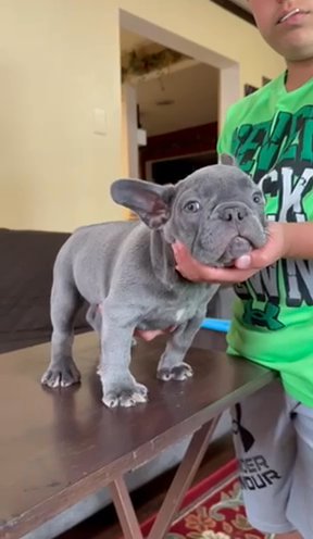 Lilac and Tan Playful Female Frenchie in Yakima, Washington