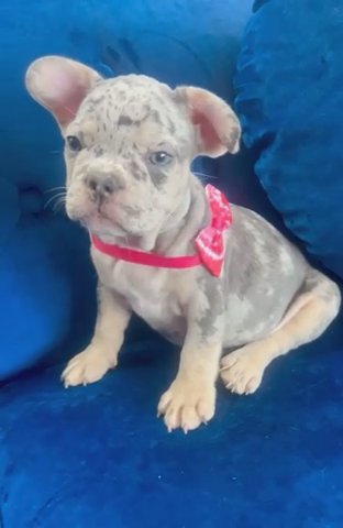 “STORMI” Tri Merle Female in Charlotte, North Carolina