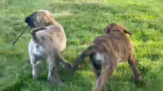 Akc English Mastiffs in Medina, Ohio