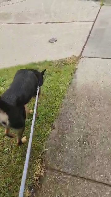Independent but loving dog in Grand Rapids, Michigan