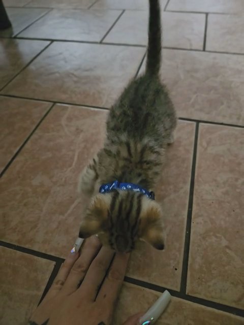 1-month-old Male kitten needs a new forever loving family & home in South Gate, California
