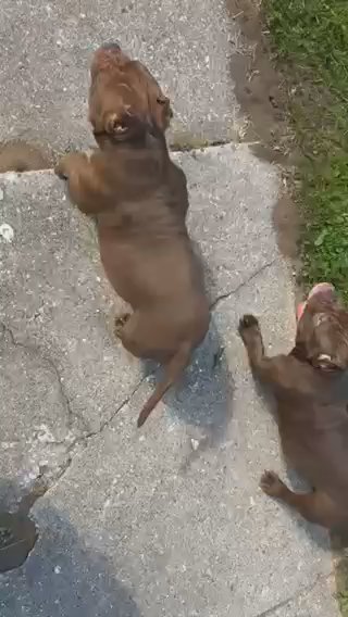 Available Bullz in Chicago, Illinois