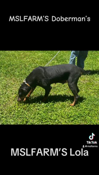 Doberman Adult Female in Mountain Home, Arkansas