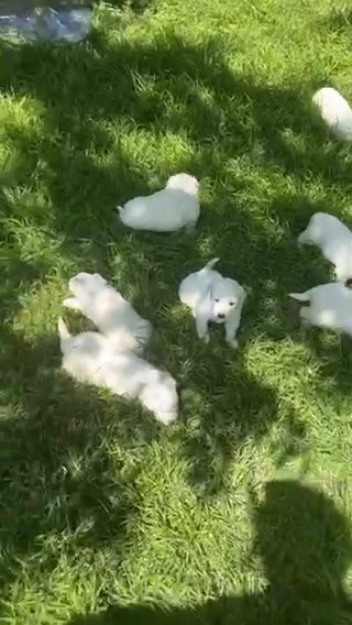adorable great pyrenees pups all white in Garland, Texas