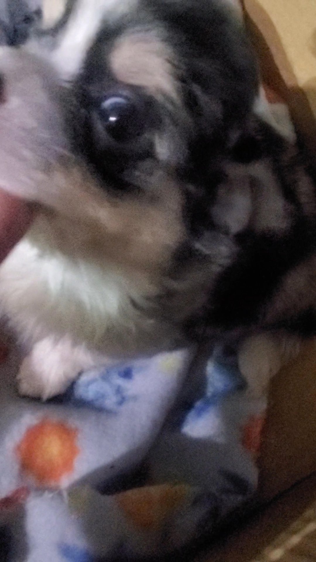 $1800 blue eyed chihuahua boy in New York City, New York
