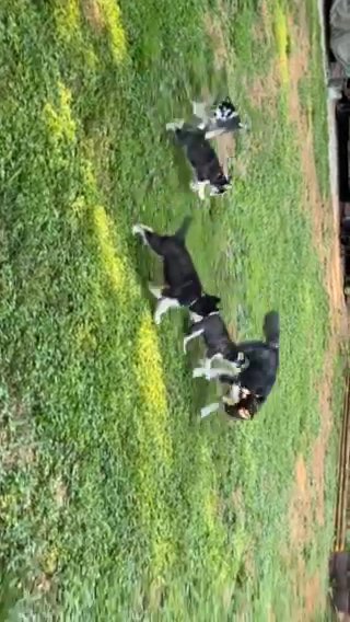 Pure-Bred Husky Puppies in Douglasville, Georgia