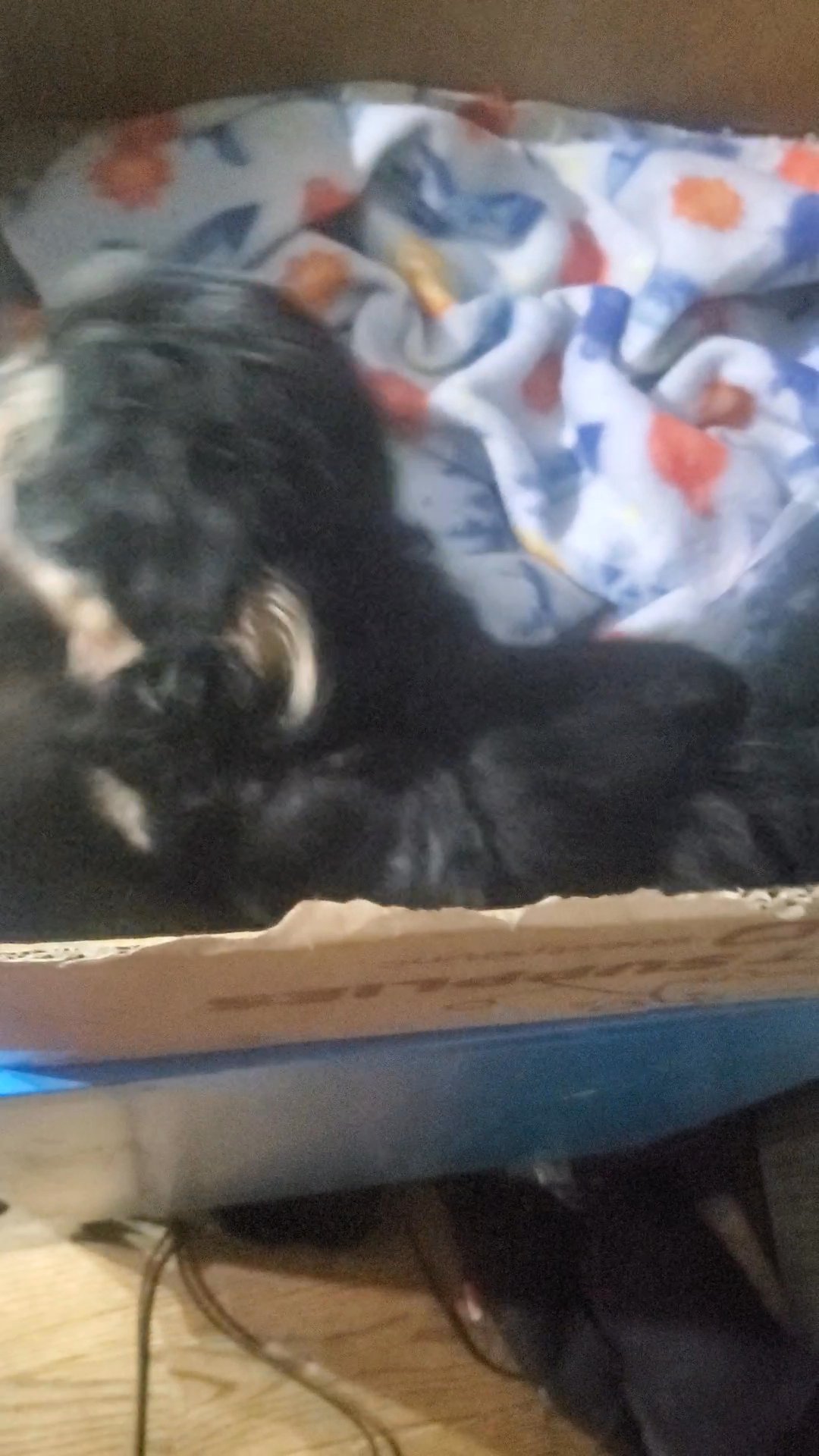 $1800 poodle chihuahuas  BOY in New York City, New York