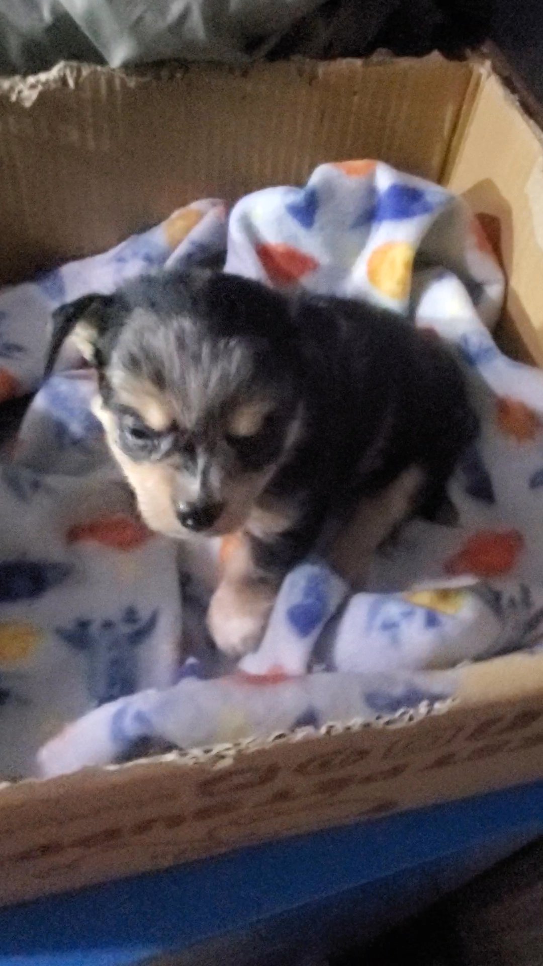 $1800 Boy merle chihuahua in New York City, New York