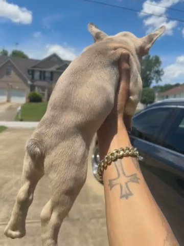 Frenchie in Stonecrest, Georgia