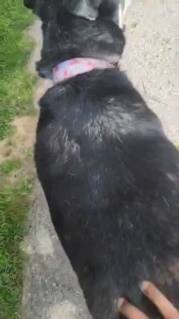 Extremely Affectionate Husky in Grand Rapids, Michigan