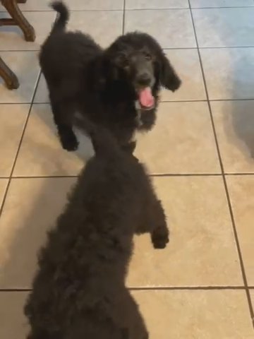 Standard Poodles in Moreno Valley, California
