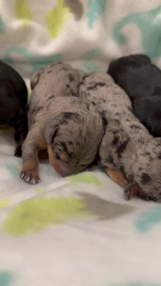 Delgados Dachshunds in Houston, Texas