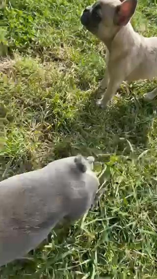 2 Frenchies in Greensboro, North Carolina