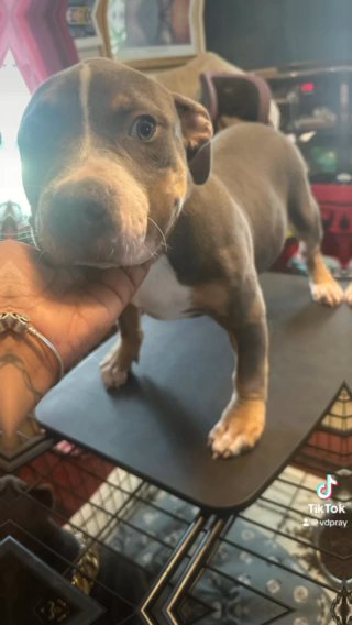 Your Next Best friend Or Protecter in Greensboro, North Carolina