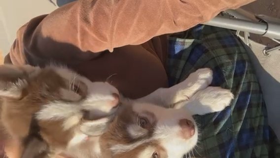 Brown Siberian Huskies in Victorville, California