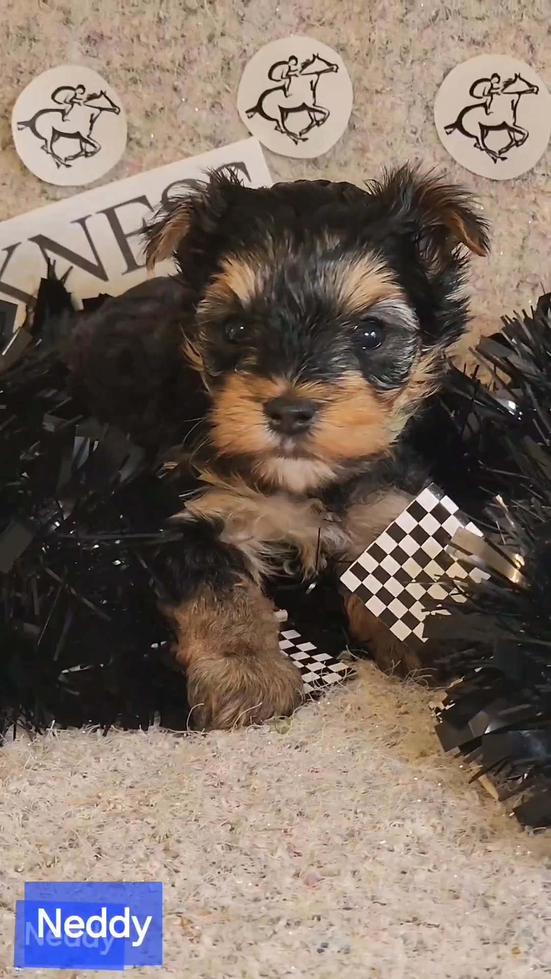 Neddy AKC available in Washington, District of Columbia