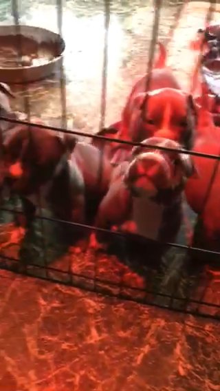 Bulls in Shreveport, Louisiana