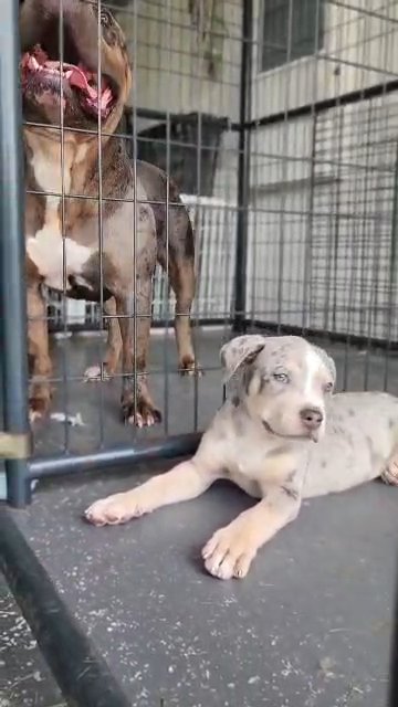 xl American bully in Orlando, Florida