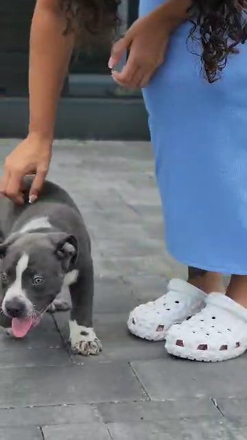 xl American bully in Orlando, Florida