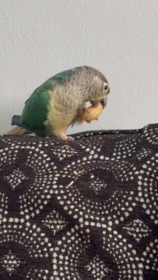 Green Cheek Conure in Long Beach, California