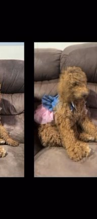 Labradoodle Mix Golden Doodle in Woodbridge, Virginia