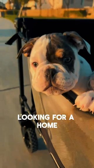 Shonie in Eastvale, California