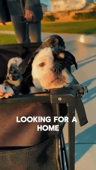 Micro Bully in Eastvale, California