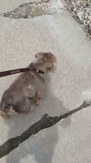 Femele English Bulldog in Royal Oak, Michigan