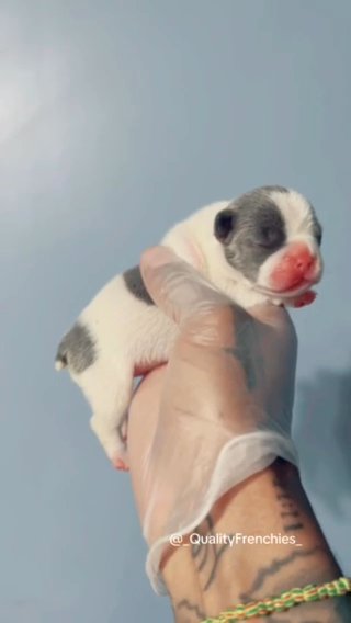 2 Pied frenchies in Pittsburgh, Pennsylvania