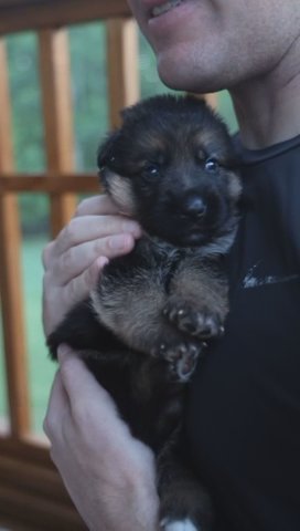Aisha The GSD Puppy in Raleigh, North Carolina