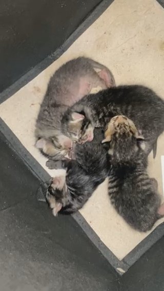 Kittens for Sale in Delray Beach, Florida