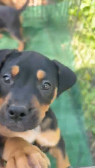 American Bully Puppy (Standard) in Detroit, Michigan