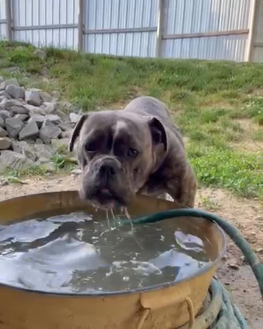 Olde English Bulldogge in Fairmont, West Virginia