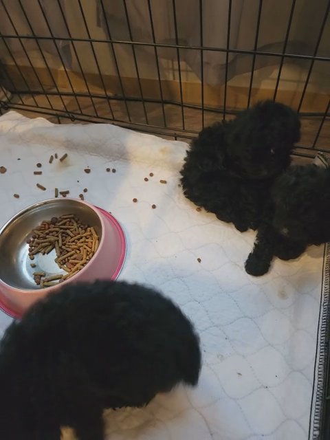 ckc toy poodles in Aiken, South Carolina