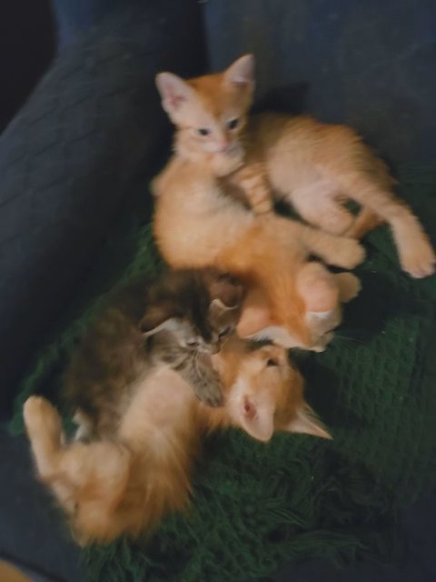 kittens in Dallas, Texas