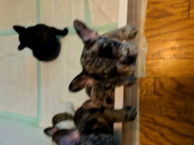 AKC Registered Merle French Bulldog Puppies in Milwaukee, Wisconsin