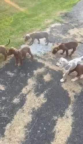 Great Dane Puppies in Madison, Alabama