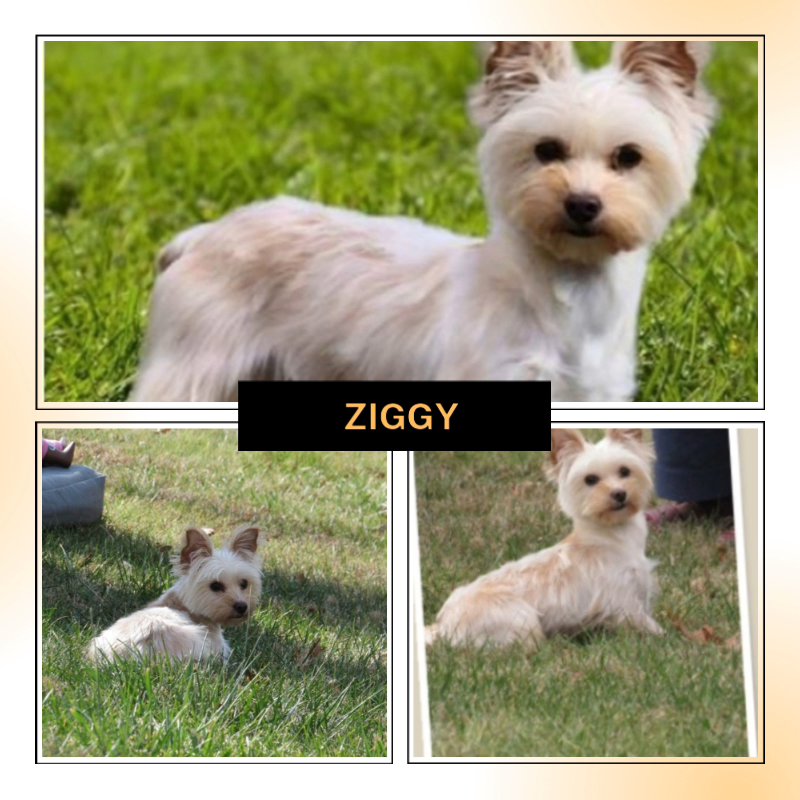 Ziggy AKC in Washington, District of Columbia