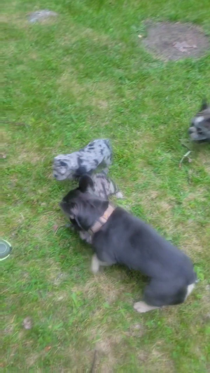 3 Female french bull dogs ready for a good home in Coventry, Rhode Island