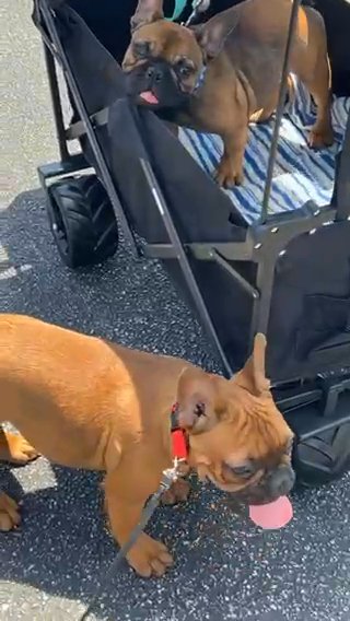 French bull Dog Looking for forever Home in St. Louis, Missouri