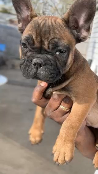 French Bull Dog Looking For Forever Home in St. Louis, Missouri